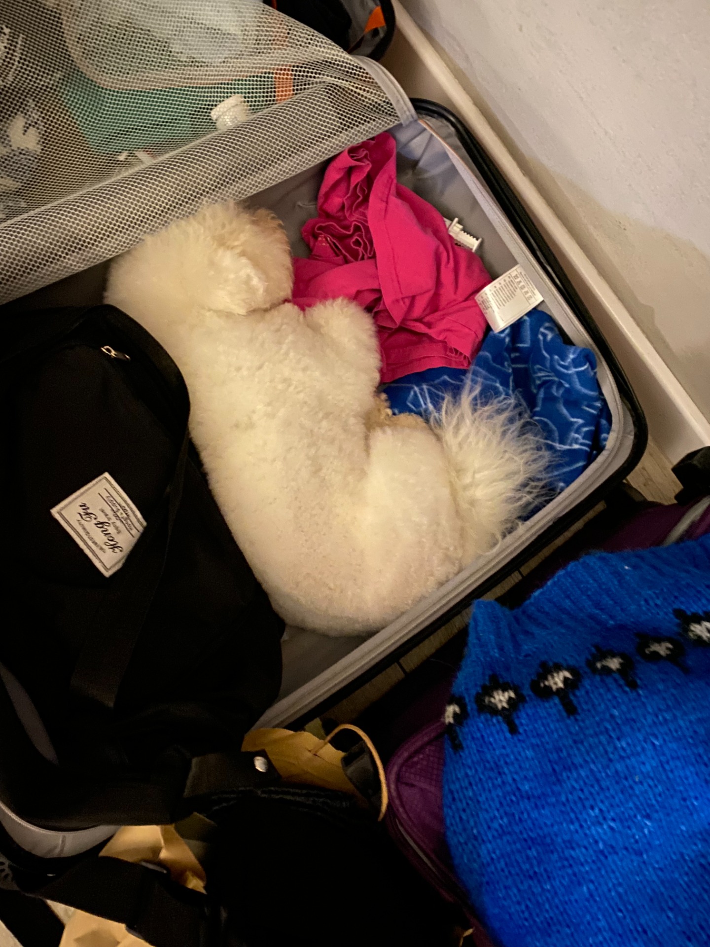 Molly fant den beste sengen å sove i :)